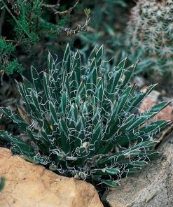 Miniature Century Plant (Agave)
