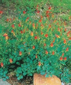 Arizona Columbine -Outdoor Garden Care Shop 20816 aquilegia desertorum