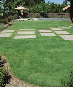 UC Verde® Buffalo Grass Plugs