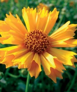 Jethro Tull Coreopsis