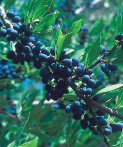 Berry Girl New Mexico Privet