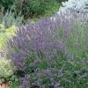 Grosso French Lavender