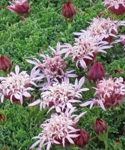 Carpeting Pincushion Flower (Pterocephalus)