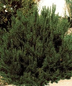 Arp Rosemary