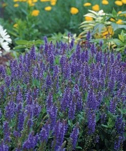 Blue Hill Salvia 4 Blue Hill Salvia -Outdoor Garden Care Shop 84778 salvia blue hill