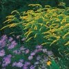 Fireworks Goldenrod (Solidago)