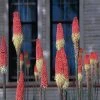 Pfitzer Red Hot Poker Mix