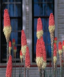 Pfitzer Red Hot Poker Mix
