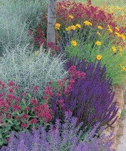 Jumbo Waterwise Pre-Planned Garden