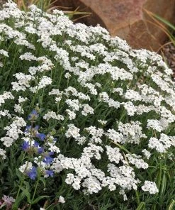 My Soil Is Like A Brick Collection -Outdoor Garden Care Shop achillea ageratifolia greek yarrow garden
