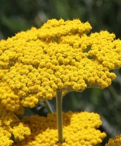 Coronation Gold Yarrow