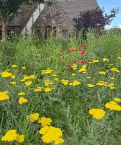 Moonshine Yarrow -Outdoor Garden Care Shop achillea moonshine yarrow 3