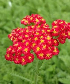 Red Velvet Yarrow