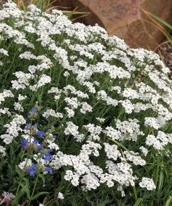 Greek Yarrow