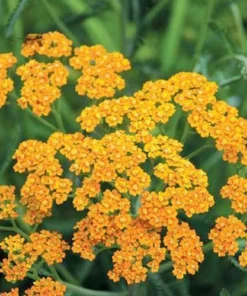 Terracotta Yarrow