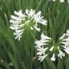 White Lily Of The Nile (Agapanthus)
