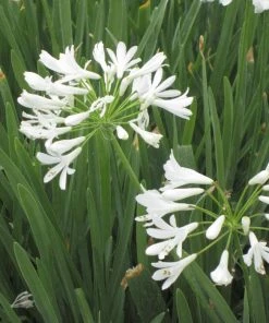 White Lily Of The Nile (Agapanthus)
