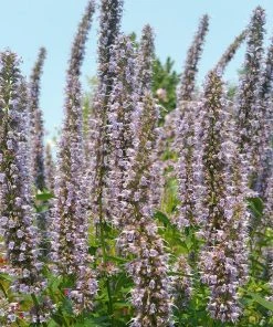 Blue Fortune Agastache -Outdoor Garden Care Shop agasatche blue fortune blue garden 1