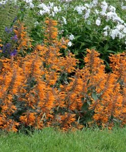 Apricot Sprite Agastache -Outdoor Garden Care Shop agastache agastache apricot sprite walters gardens cropped