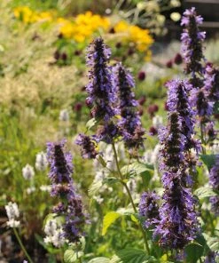 Black Adder Agastache