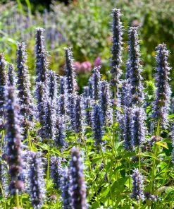 Black Adder Agastache 5 Black Adder Agastache -Outdoor Garden Care Shop agastache black adder 3