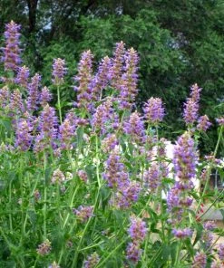 Blue Blazes Agastache -Outdoor Garden Care Shop agastache blue blazes 1
