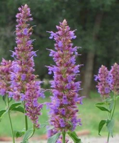 Blue Blazes Agastache