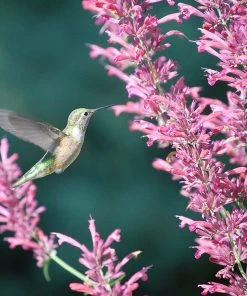 Desert Solstice Agastache -Outdoor Garden Care Shop agastache desert solstice hummingbird