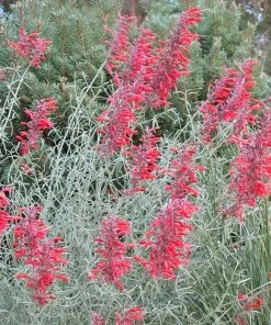 Summer Showstopper Pre-Planned Garden -Outdoor Garden Care Shop agastache glowing embers