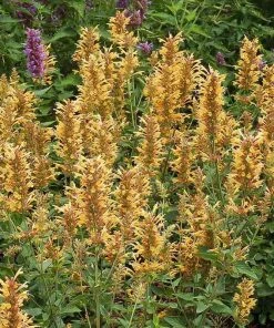 Agastache Collection -Outdoor Garden Care Shop agastache kudos gold terra nova garden flowers