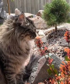 Kudos™ Mandarin Agastache -Outdoor Garden Care Shop agastache kudos mandarin 2