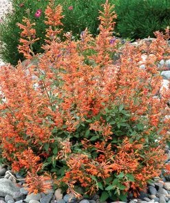 Hummingbird Container Garden -Outdoor Garden Care Shop agastache kudos mandarin