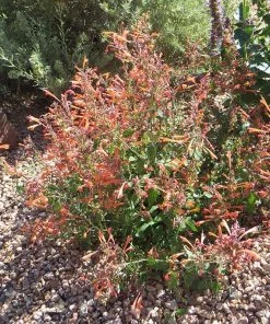 Kudos™ Mandarin Agastache -Outdoor Garden Care Shop agastache kudos mandarin 3