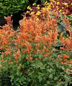 Kudos™ Mandarin Agastache