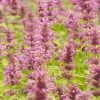 Agastache Neomexicana