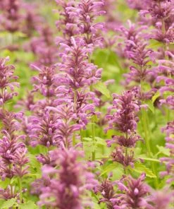 Agastache Neomexicana