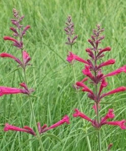 Red Happiness Agastache -Outdoor Garden Care Shop agastache red happiness hble451 2