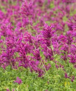 Rosita Agastache -Outdoor Garden Care Shop agastache rosita garden 1
