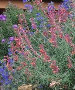 First Choice Caryopteris -Outdoor Garden Care Shop agastache rupestris caryopteris clandonensis