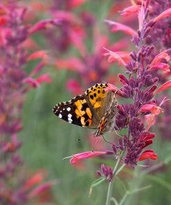Agastache Rupestris -Outdoor Garden Care Shop agastache rupestris pollinators