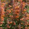 Tango Agastache