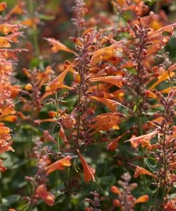 Tango Agastache