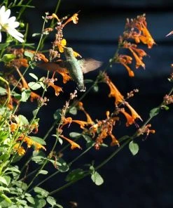 Apricot Sprite Agastache -Outdoor Garden Care Shop agastache apricot sprite close up w humingbird cropped