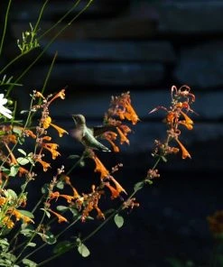 Apricot Sprite Agastache -Outdoor Garden Care Shop agastache apricot sprite close up w humingbird cropped 1