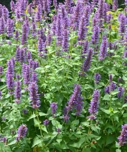 Blue Boa Agastache -Outdoor Garden Care Shop agastache blue boa 3 2