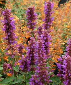 Blue Boa Agastache -Outdoor Garden Care Shop agastache blue boa 1b 1 with apricot sprite 2