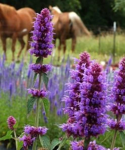 Container Garden For Full Sun