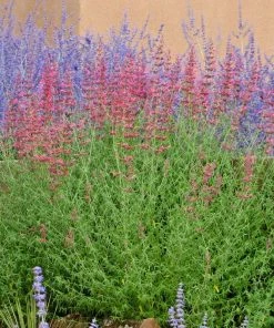 Desert Sunrise® Agastache -Outdoor Garden Care Shop agastache desert sunrise russian sagecc 2