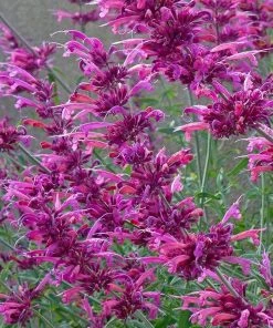 Fall Fiesta Agastache