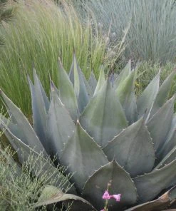 Havard's Century Plant (Agave) -Outdoor Garden Care Shop agave havardiana hbl1v51 2